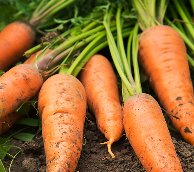 Carrot Fertilizer Crop Guide Haifa Group